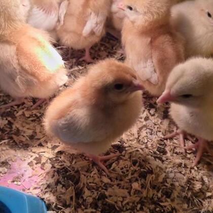 Chicks - Juniper & Chestnut Class